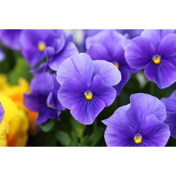   Natural   Pansy Plant